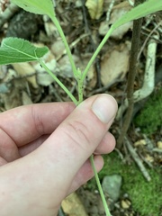 Populus grandidentata