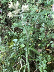 Pseudognaphalium obtusifolium