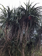 Pandanus