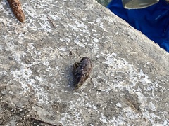 Clibanarius erythropus