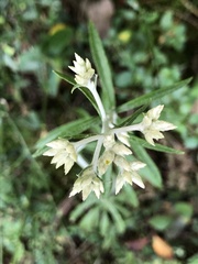 Pseudognaphalium obtusifolium