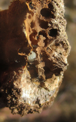 Fungi