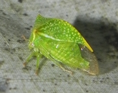 Stictocephala bisonia