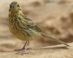 Emberiza cirlus