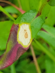 Botryosphaeria dothidea