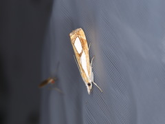 Catoptria pinella