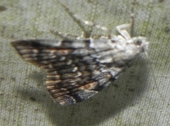 Idia americalis