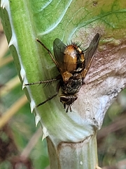 Tachina fera