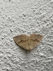 Camptogramma bilineata