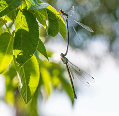 Chalcolestes viridis
