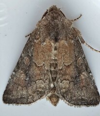 Lacinipolia meditata