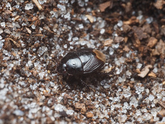 Pangaeus bilineatus