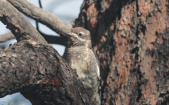 Sphyrapicus nuchalis