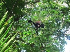 Alouatta palliata