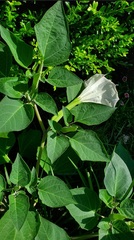 Datura innoxia