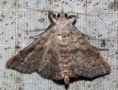 Bleptina caradrinalis