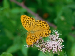 Argynnis paphia