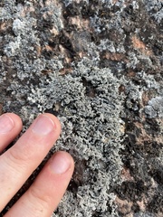 Stereocaulon saxatile