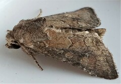 Lacinipolia meditata