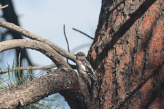 Sphyrapicus nuchalis