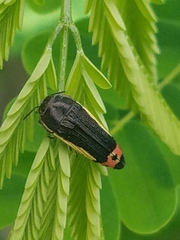Acmaeodera flavomarginata