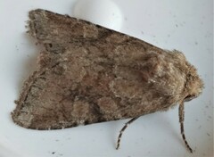 Lacinipolia meditata