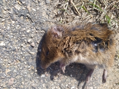 Holochilus brasiliensis