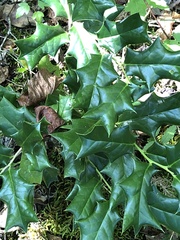 Ilex cornuta