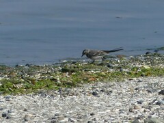 Motacilla alba yarrellii
