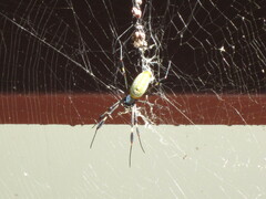 Trichonephila clavipes