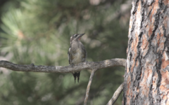 Sphyrapicus nuchalis
