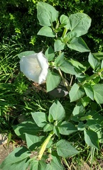 Datura innoxia