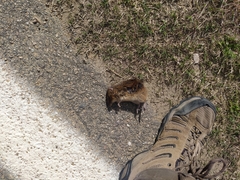 Holochilus brasiliensis