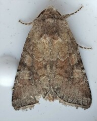 Lacinipolia meditata