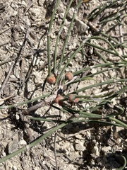 Ephedra
