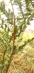 Dryopteris dilatata