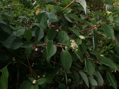 Cornus sericea