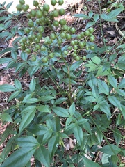 Nandina domestica