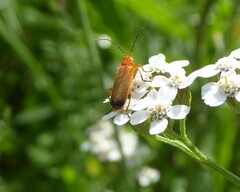 Rhagonycha fulva