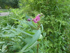Impatiens glandulifera