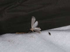 Acentria ephemerella