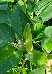 Datura innoxia