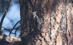 Sphyrapicus nuchalis