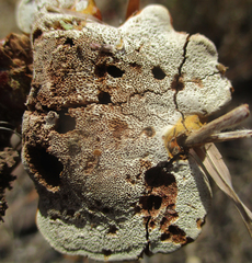 Fungi
