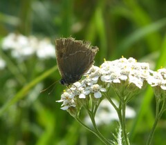 Satyrium w-album