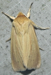 Mythimna oxygala