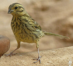 Emberiza cirlus