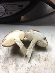 Leccinum holopus