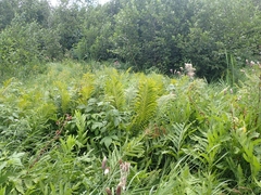 Thelypteris palustris