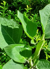Datura innoxia